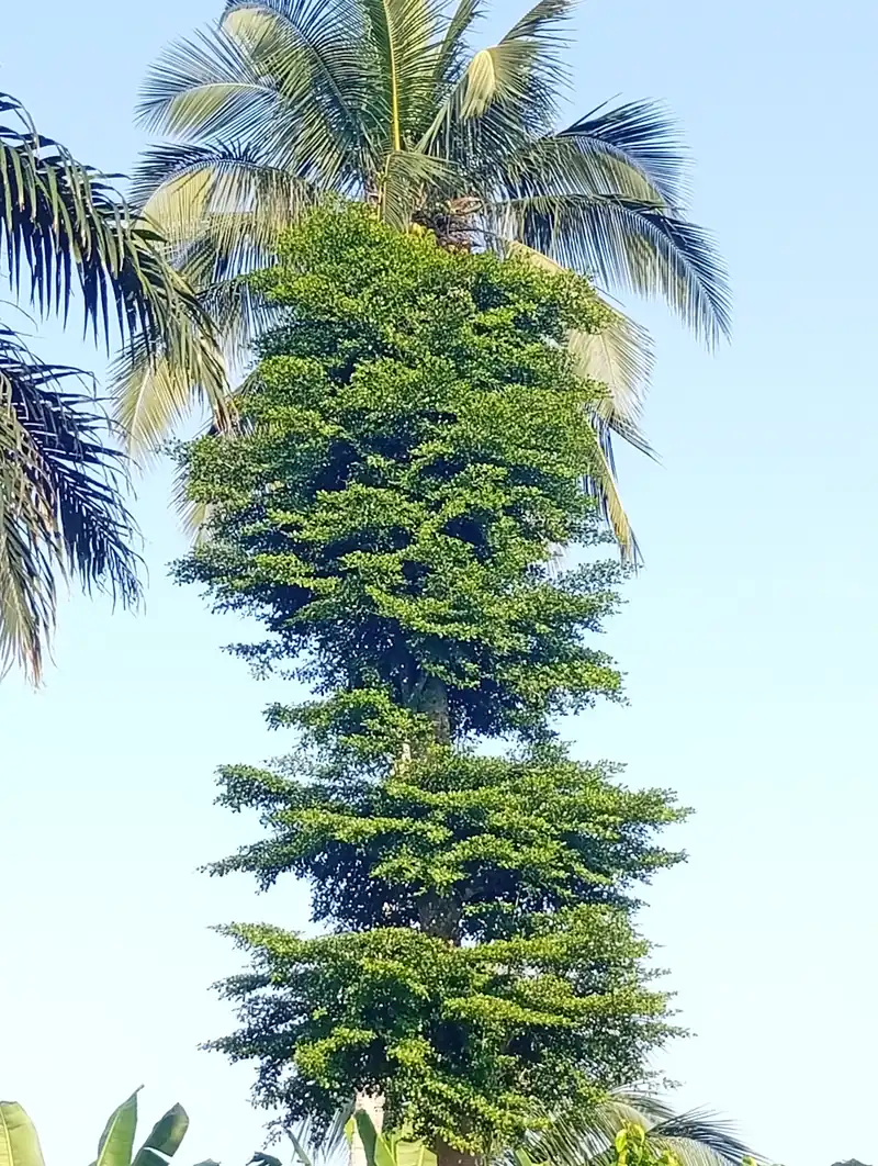 Looking up at a dense tropical tree canopy against a bright sky