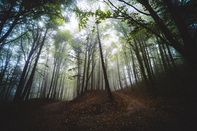 Sunlight filtering through tall green trees on a misty forest path