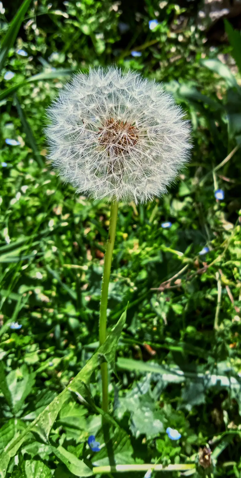 A dandelion seed head in green grass