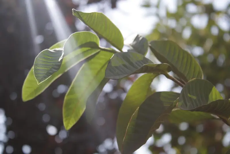 Sunlight shining through green guava leaves