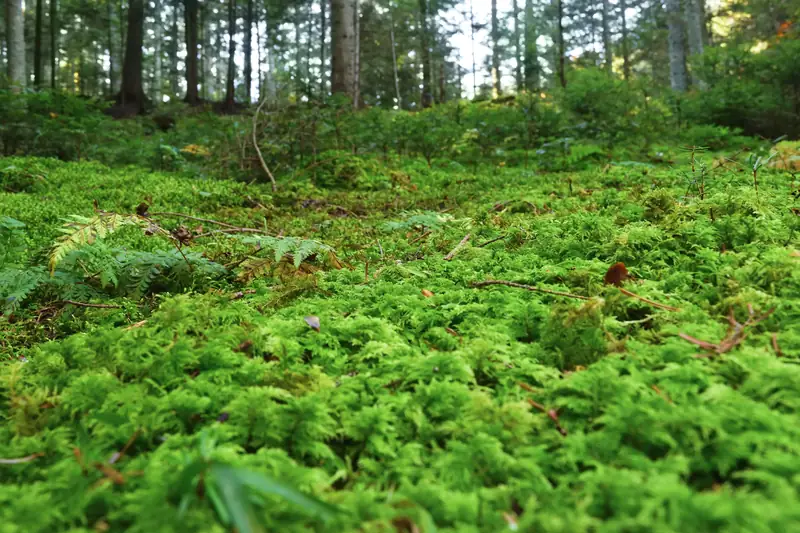 Bright green moss covering a forest floor