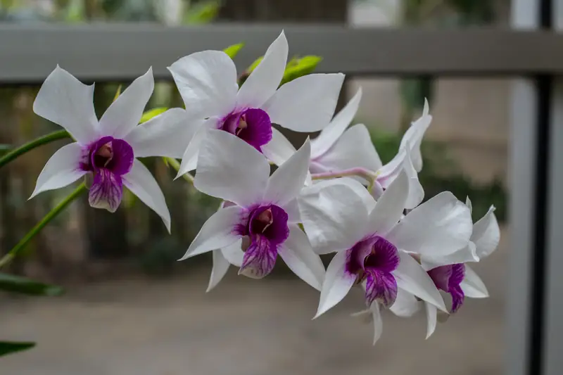 White orchids with purple centres in bloom