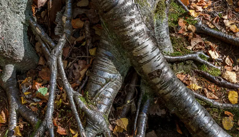 Intertwined birch roots covered with moss on a forest floor