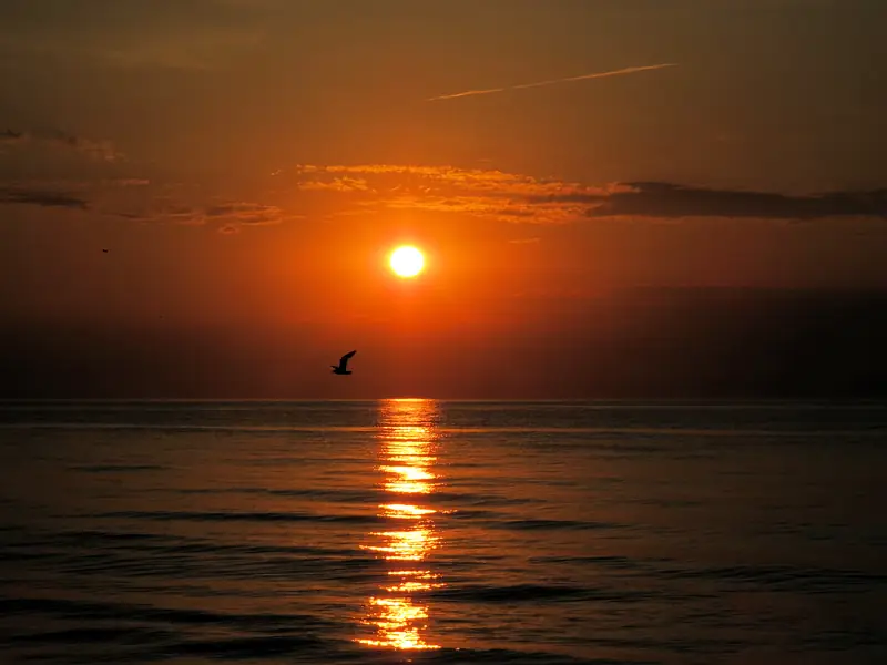 Sun rising over a calm sea with a bird in flight
