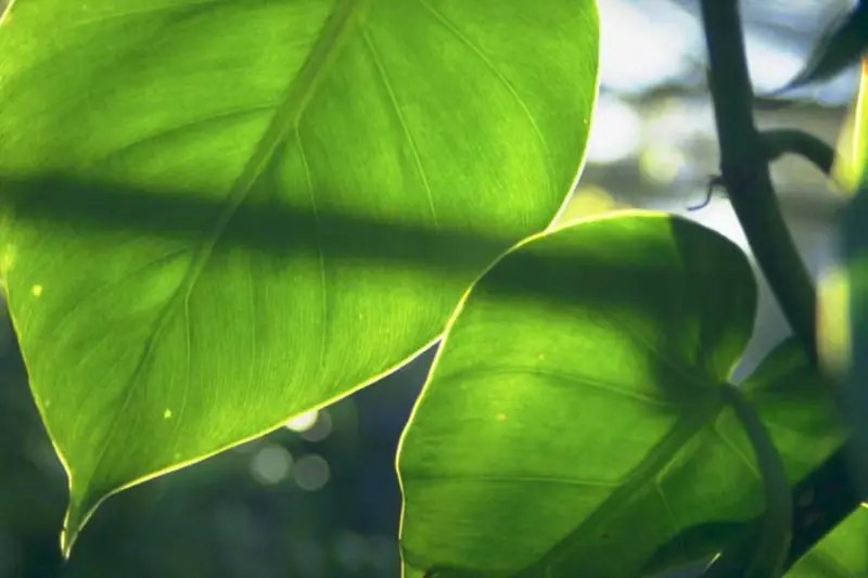Sunlight glowing through green leaves