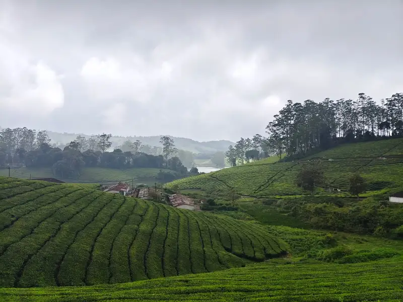 Green tea plantation hills under soft light