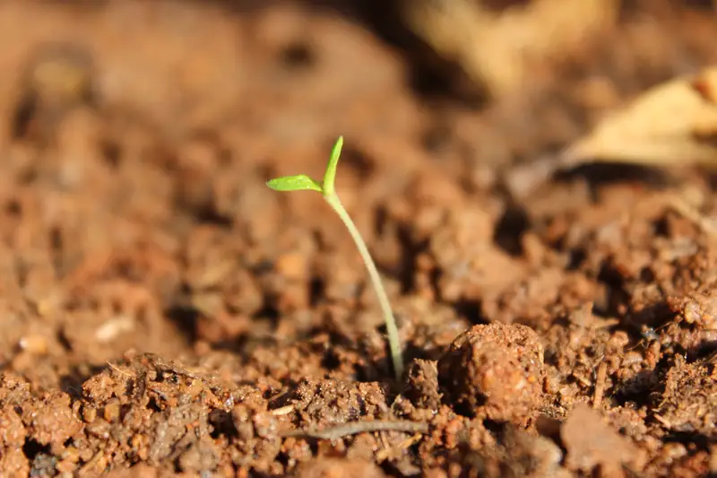 A young seedling emerging from warm soil
