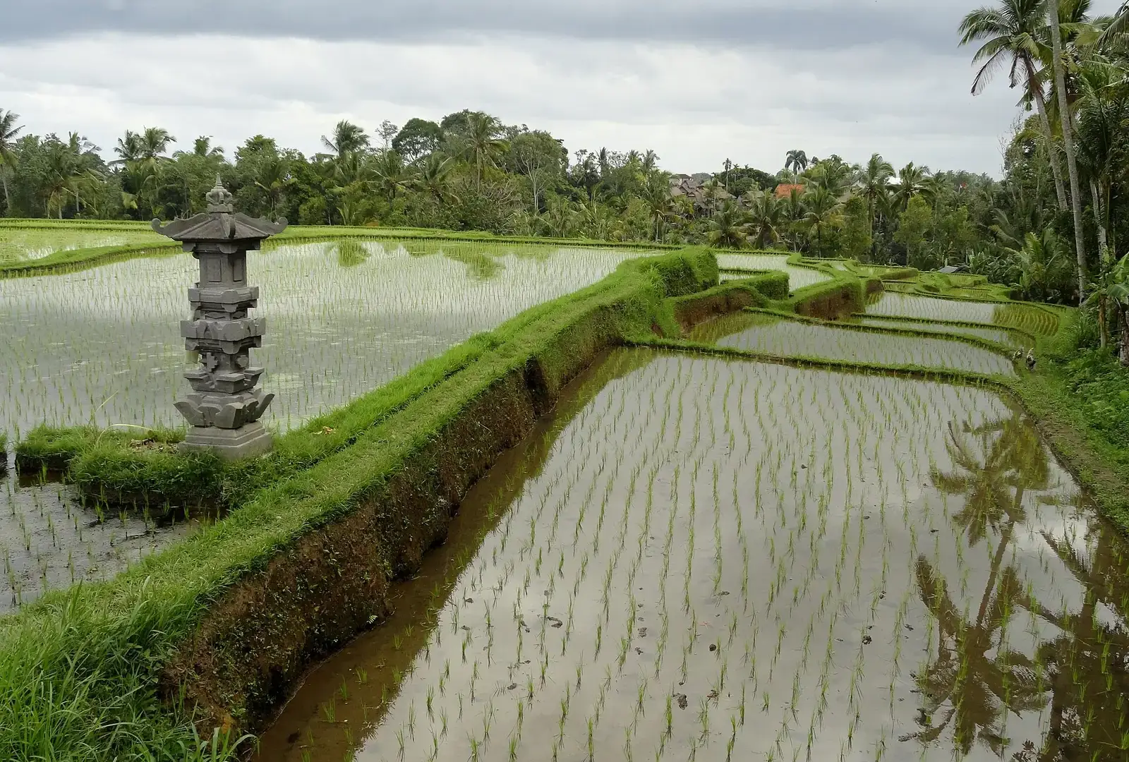 A small carved stone shrine stands on a grass bund between flooded rice terraces in Bali, with young rice seedlings and palms reflected in the water.