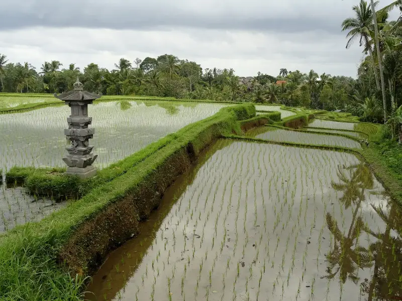 A small carved stone shrine stands on a grass bund between flooded rice terraces in Bali, with young rice seedlings and palms reflected in the water.