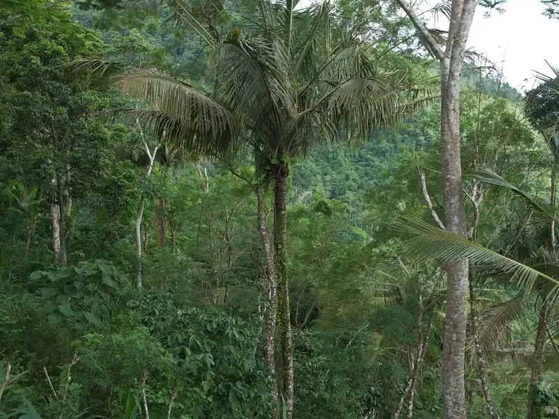 Tall palms and dense green trees on a hillside under a pale sky.