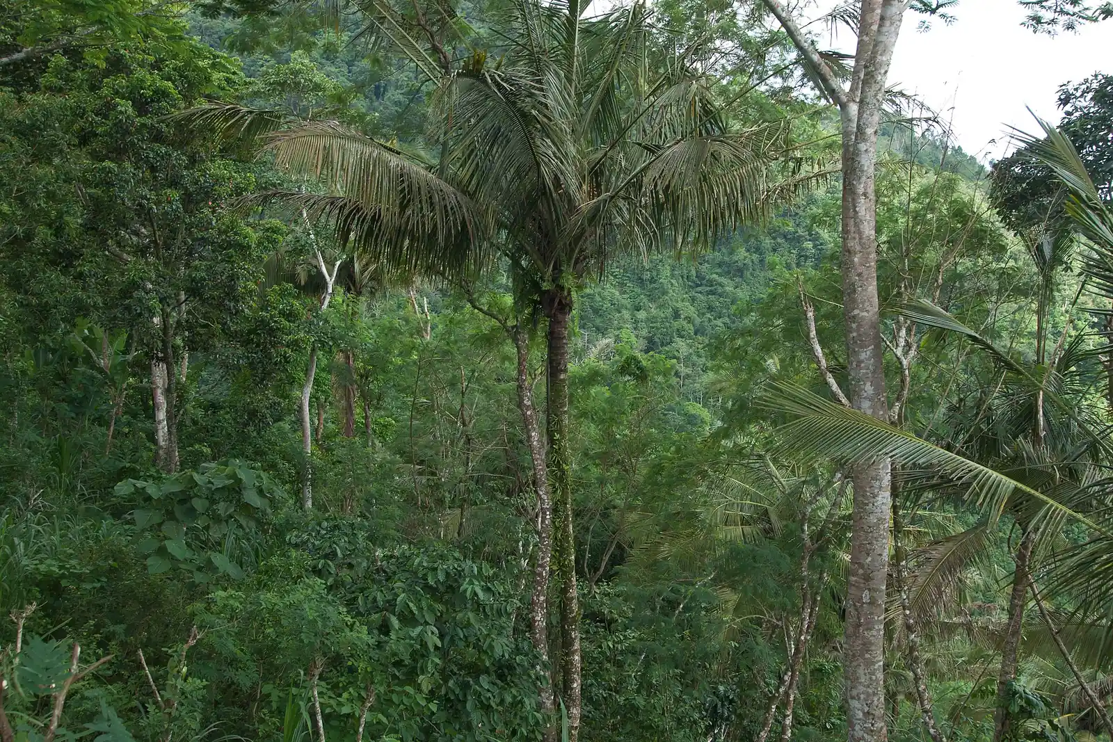 Tall palms and dense green trees on a hillside under a pale sky.