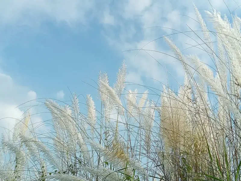 Tall feathery white grass plumes leaning in the wind against a blue sky with scattered clouds.
