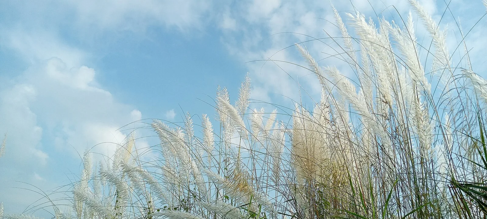 Tall feathery white grass plumes leaning in the wind against a blue sky with scattered clouds.