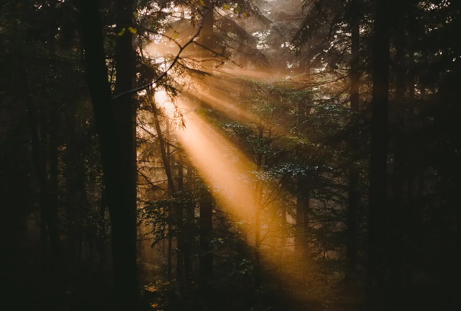 Shafts of sunlight break through mist between dark conifer trunks in a forest.