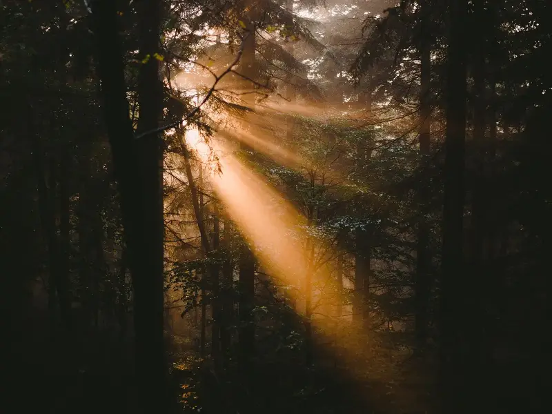 Shafts of sunlight break through mist between dark conifer trunks in a forest.