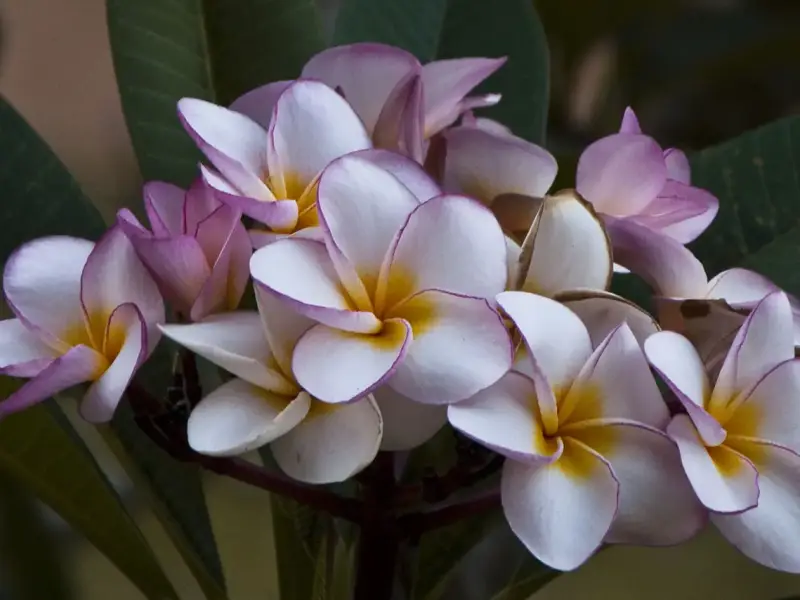 White and pink frangipani flowers in bloom