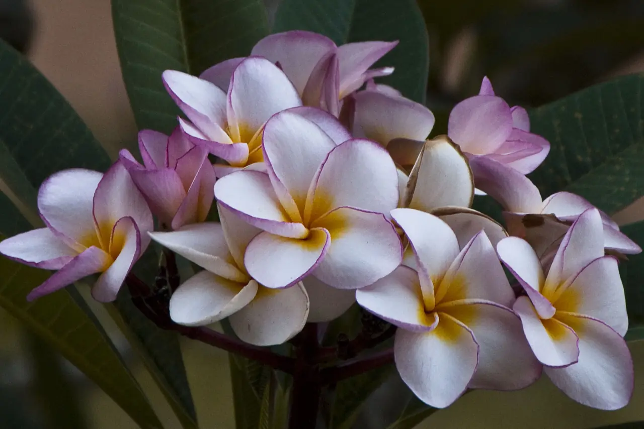 White and pink frangipani flowers in bloom