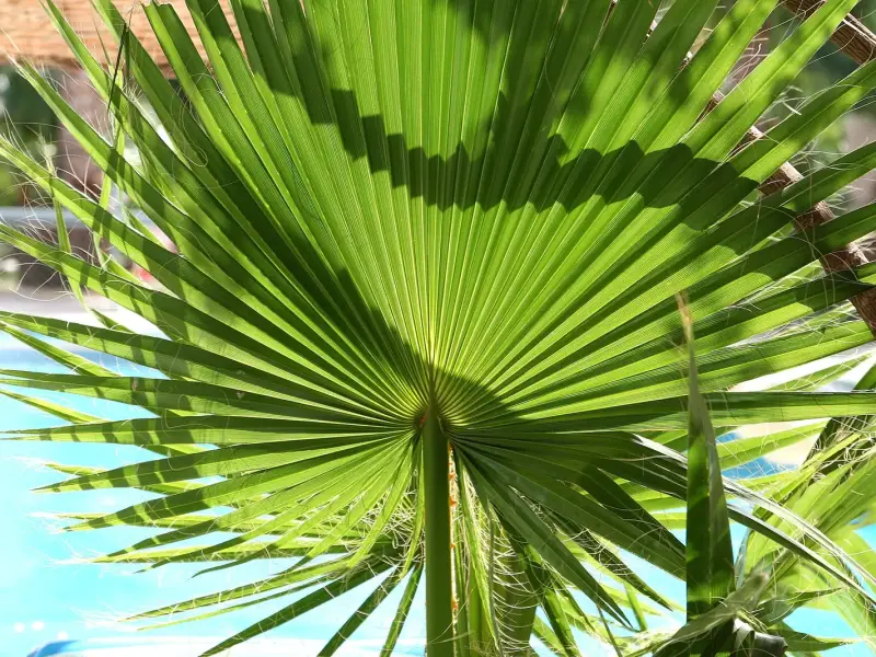 A fan-shaped palm leaf seen from below, its ribs spreading out from a single stem.