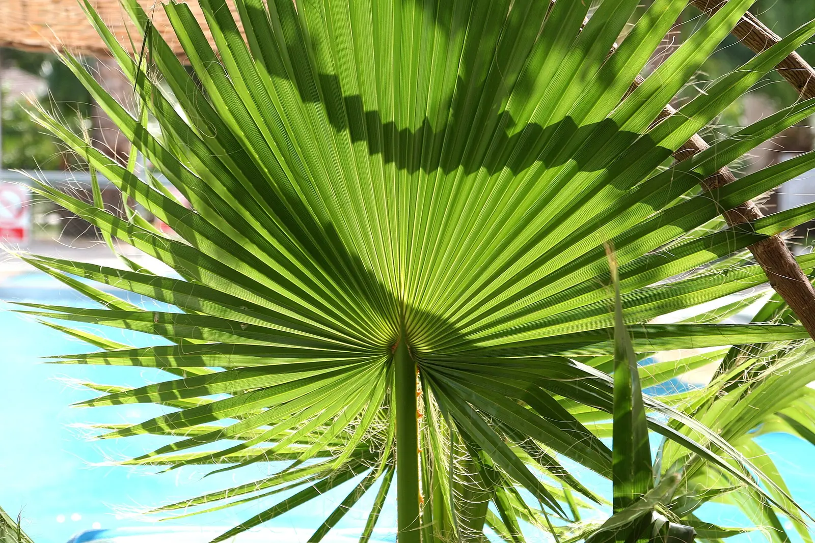 A fan-shaped palm leaf seen from below, its ribs spreading out from a single stem.