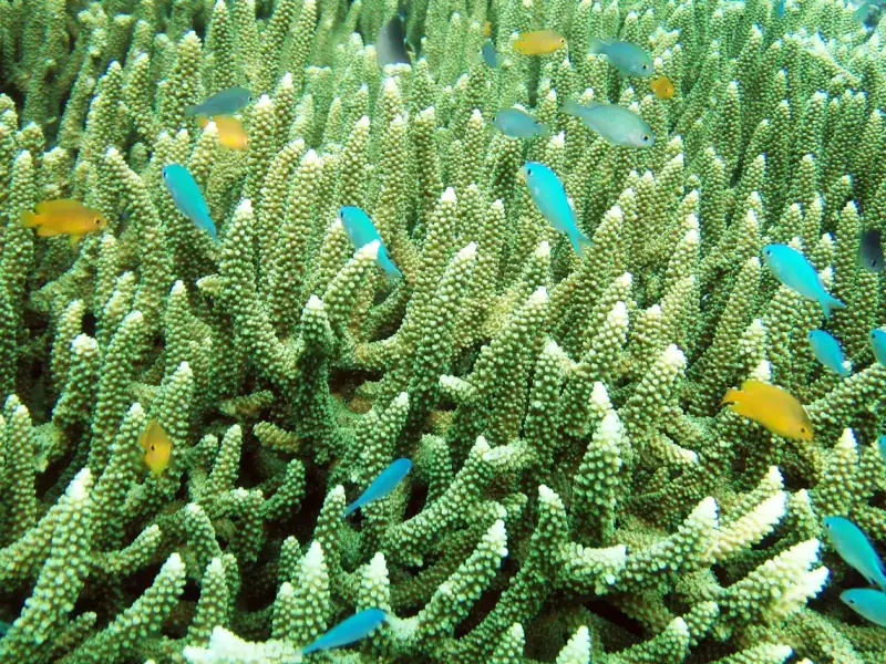 Coral reef with small blue and yellow fish in Raja Ampat