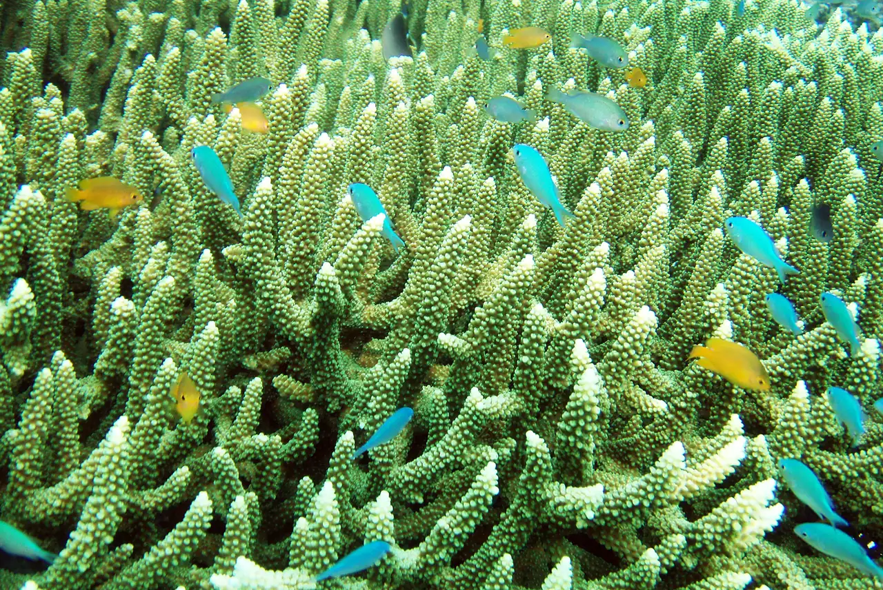 Coral reef with small blue and yellow fish in Raja Ampat