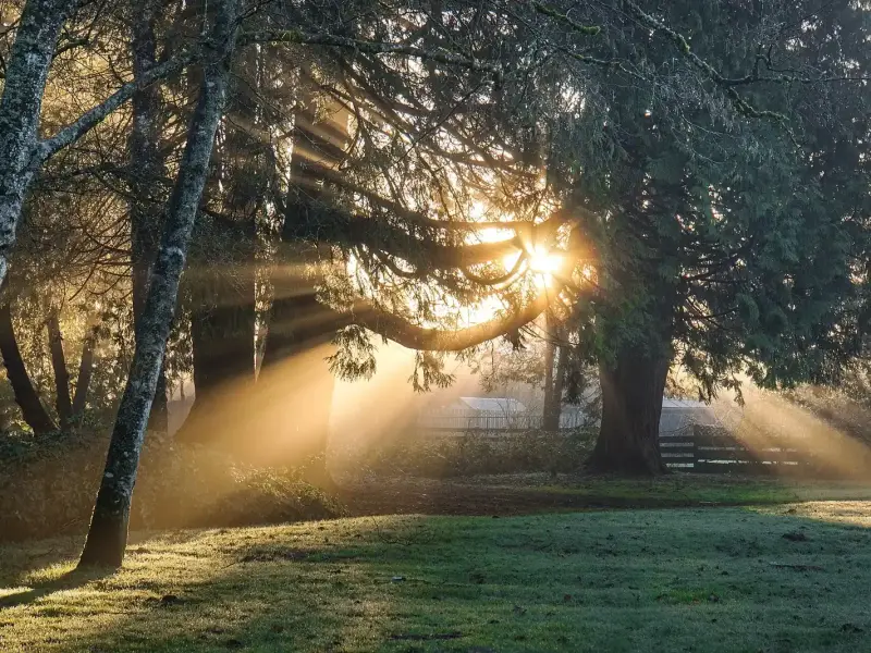 Early morning sunlight coming through tree trunks in a park.