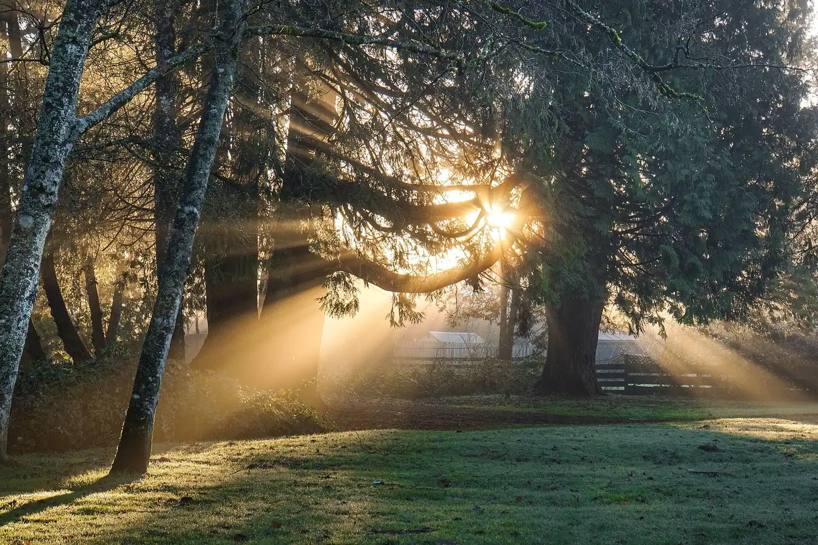 Early morning sunlight coming through tree trunks in a park.