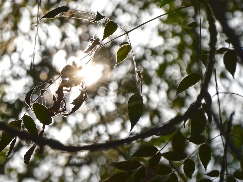 Backlit branches and leaves in silhouette, with sunlight breaking through the canopy and catching a few fine strands of web.