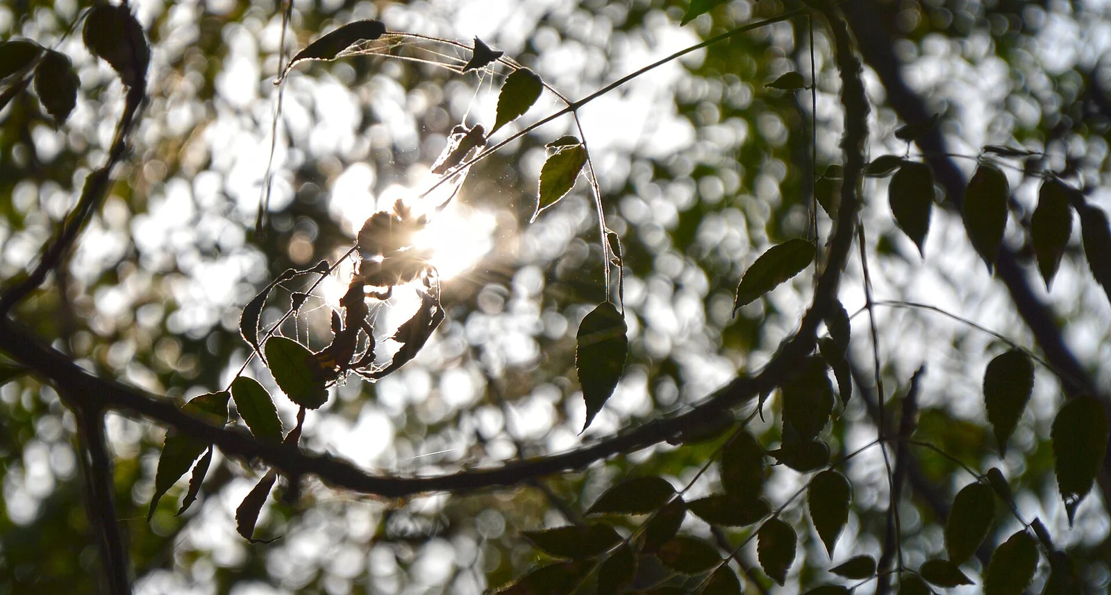 Backlit branches and leaves in silhouette, with sunlight breaking through the canopy and catching a few fine strands of web.