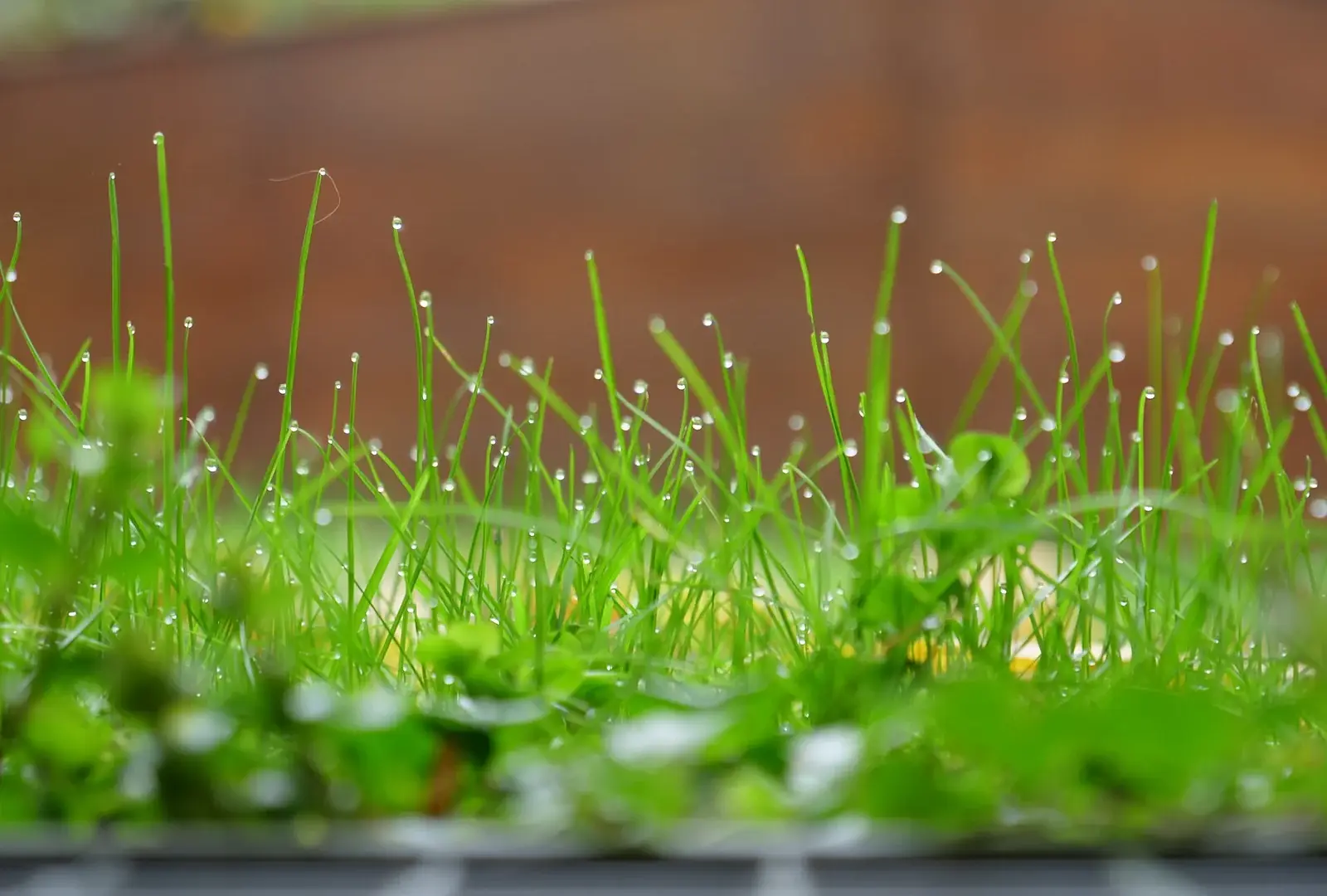Blades of grass tipped with dew drops in front of a soft brown background.