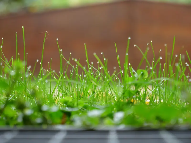Blades of grass tipped with dew drops in front of a soft brown background.