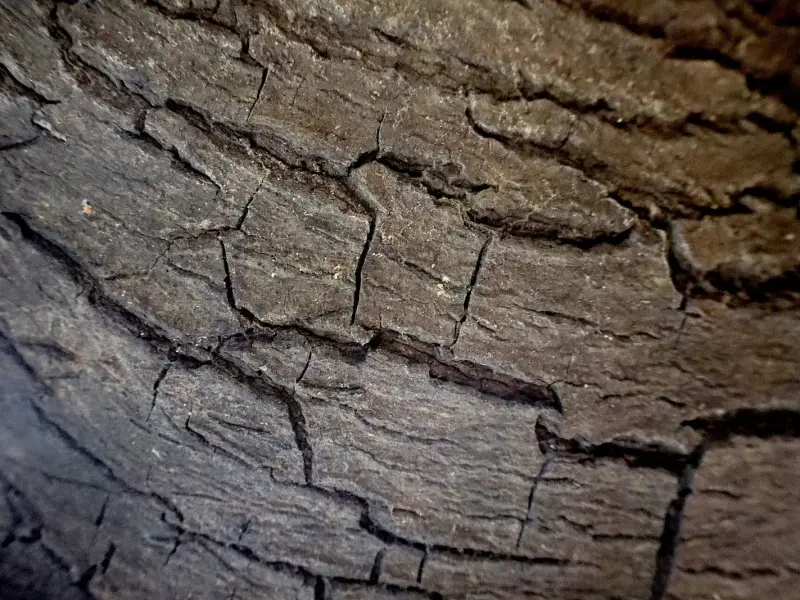 Close-up of dark tree bark with deep cracks branching across its surface.
