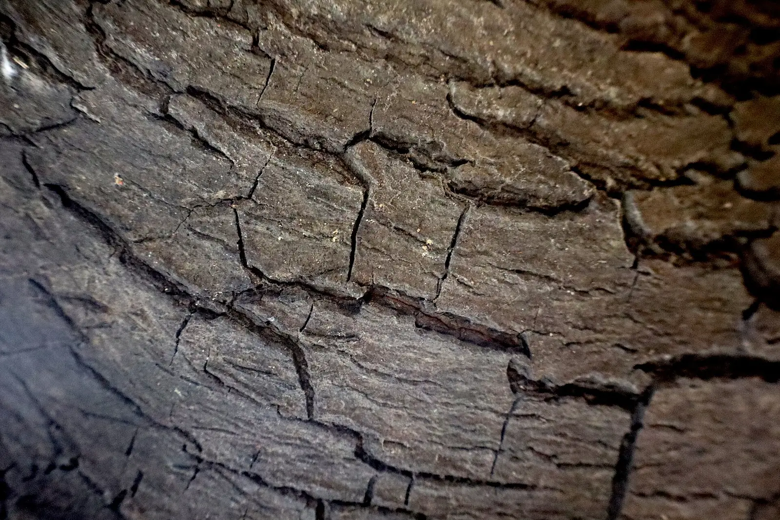 Close-up of dark tree bark with deep cracks branching across its surface.
