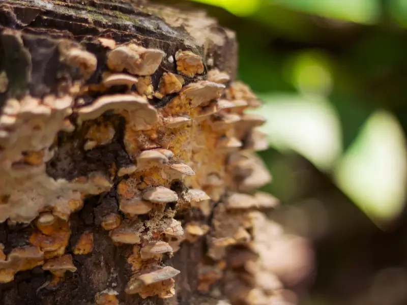 Layered bracket fungus growing on a tree trunk, with blurred green leaves behind.