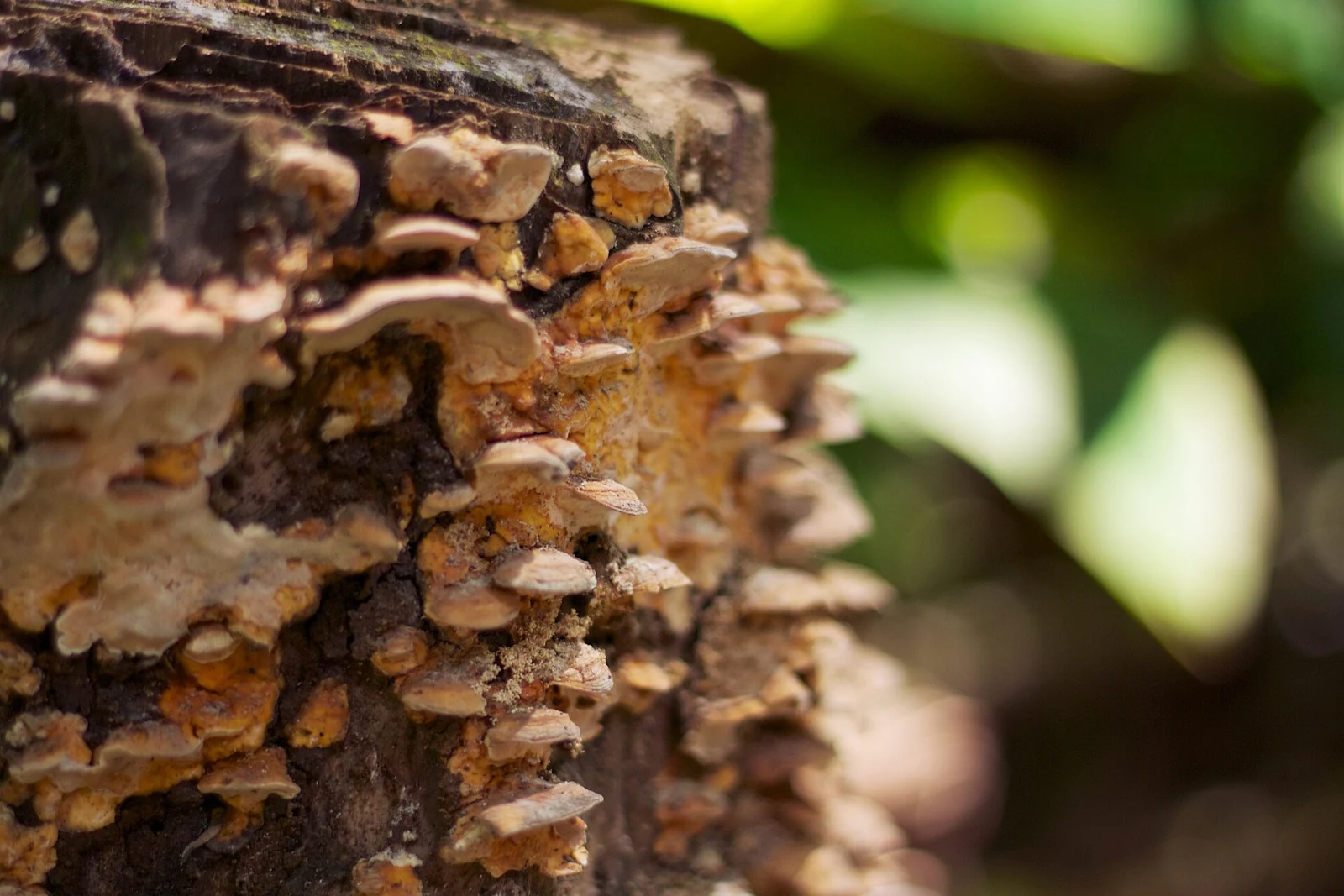 Layered bracket fungus growing on a tree trunk, with blurred green leaves behind.