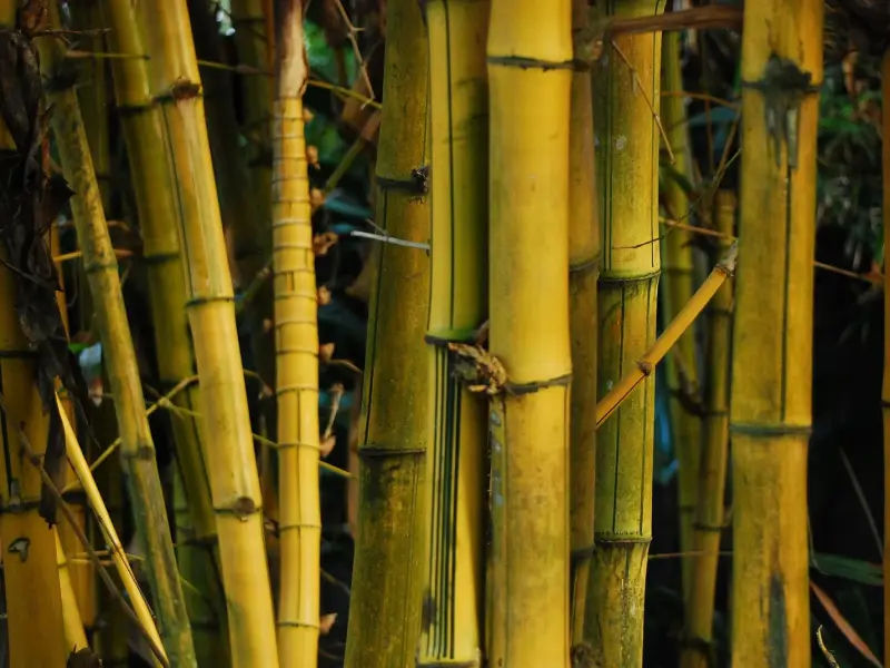 Close-up of yellow and green bamboo stems growing closely together.