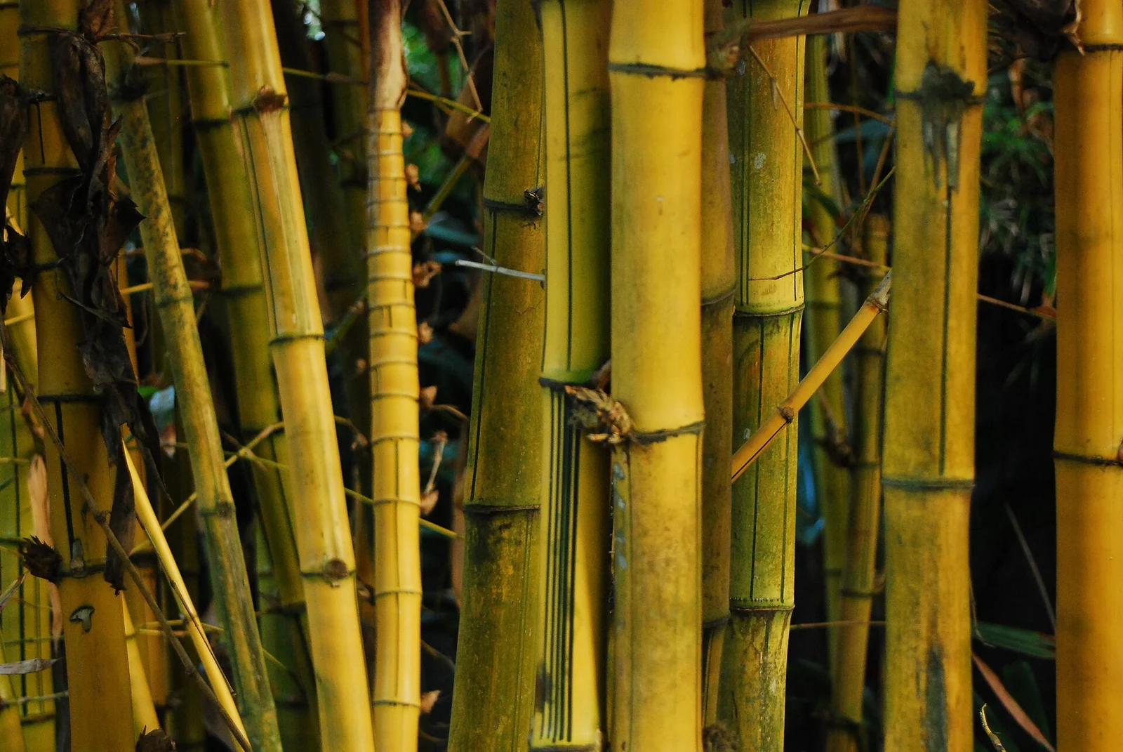 Close-up of yellow and green bamboo stems growing closely together.