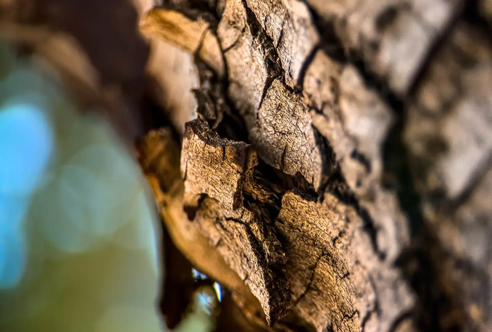 Close-up of rough, cracked tree bark in sharp focus, with soft out-of-focus blue and green light at the edge of the frame.
