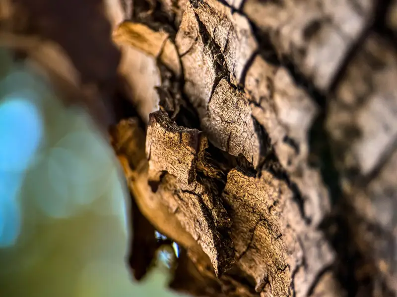 Close-up of rough, cracked tree bark in sharp focus, with soft out-of-focus blue and green light at the edge of the frame.