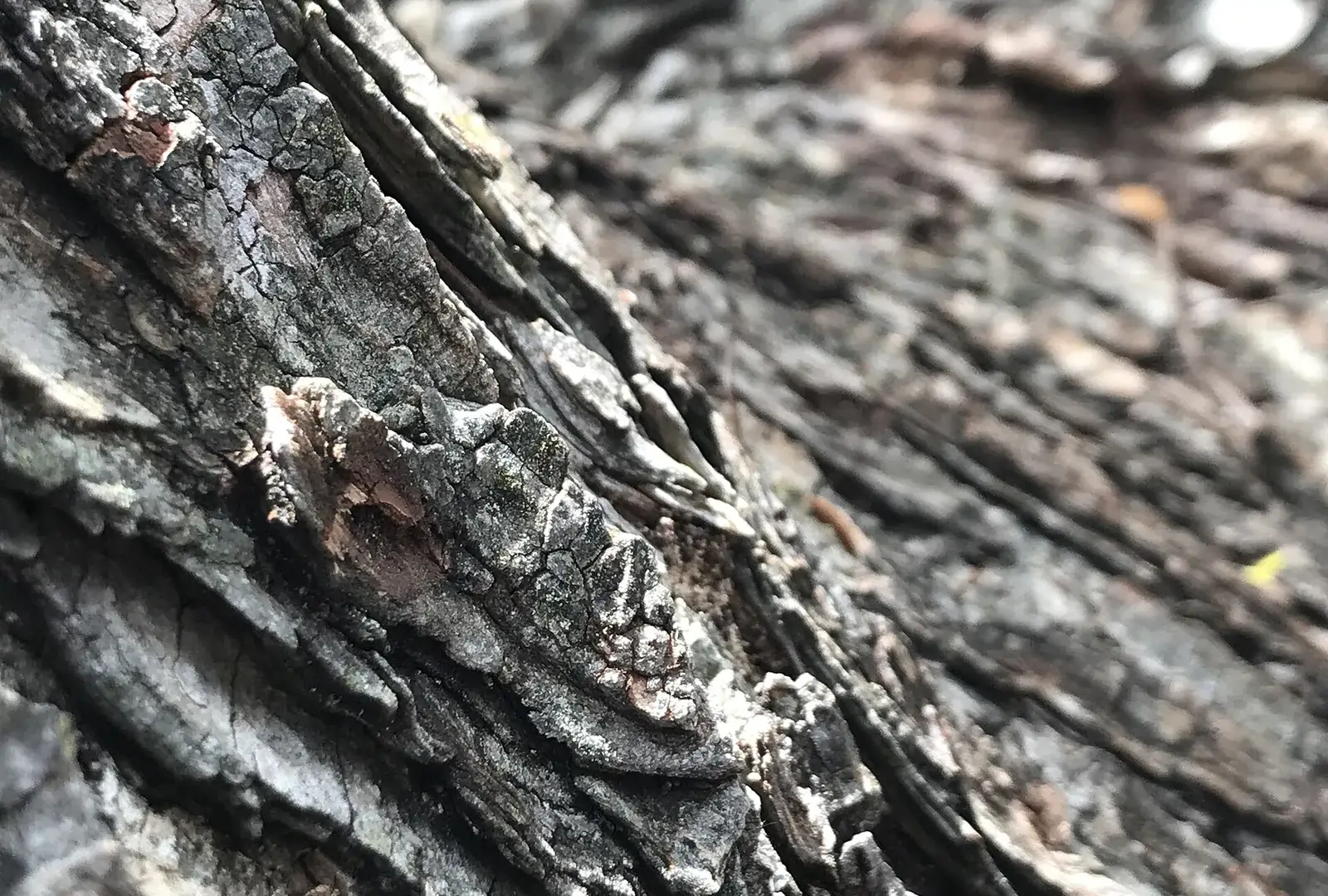A close view of ridged grey-brown tree bark running diagonally across the frame and blurring towards the right.