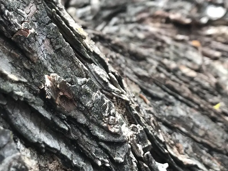 A close view of ridged grey-brown tree bark running diagonally across the frame and blurring towards the right.
