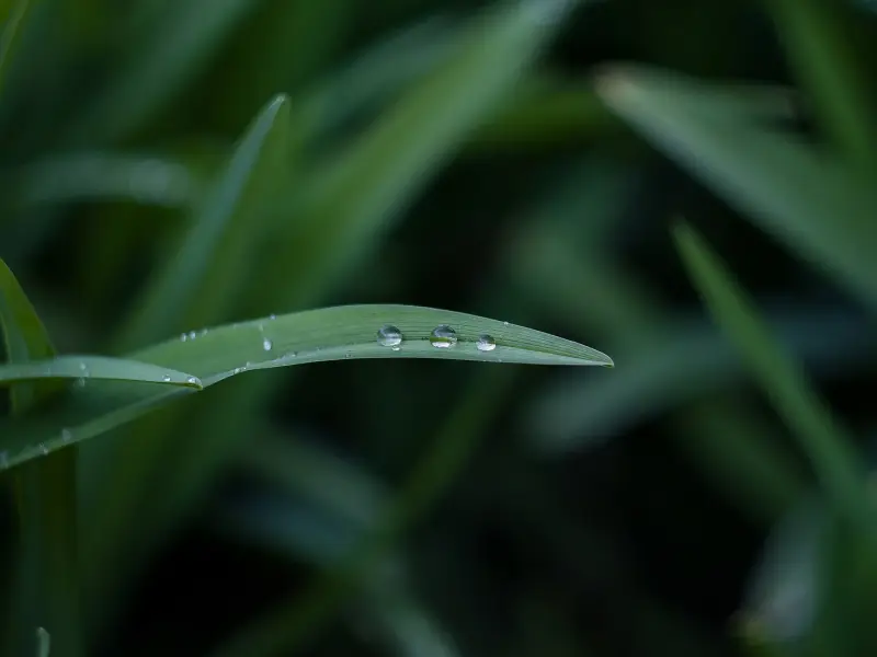 A single blade of grass holding three drops of dew, with blurred dark green grass behind it.