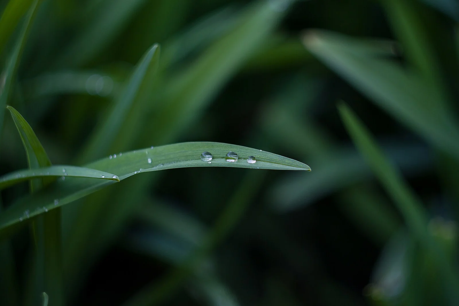 A single blade of grass holding three drops of dew, with blurred dark green grass behind it.