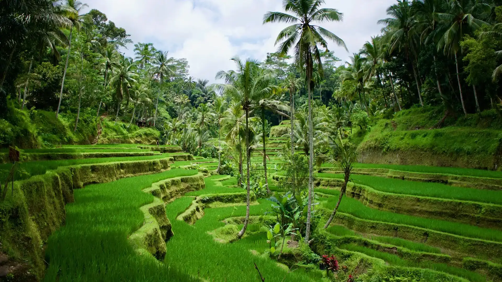 Green rice terraces in Ubud, Bali